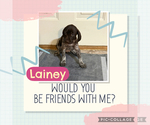 Puppy Lainey German Shorthaired Pointer