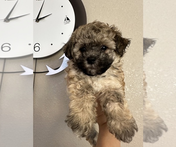 Medium Photo #1 Maltipoo (Toy) Puppy For Sale in PUNTA GORDA, FL, USA