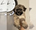Small Maltipoo (Toy)