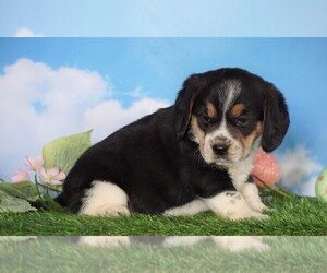 Beagle Puppy for sale in FREDERICKSBG, OH, USA