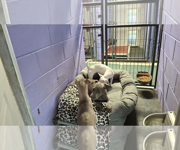 Medium Photo #6 American Pit Bull Terrier-Unknown Mix Puppy For Sale in Sebec, ME, USA