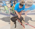Small #2 Labrador Retriever Mix