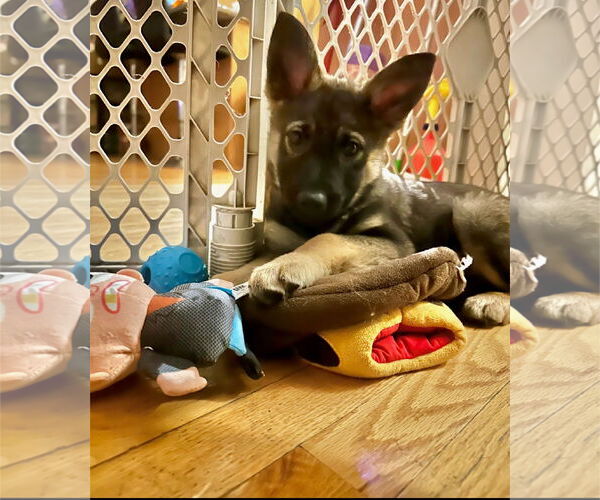 Medium Photo #2 German Shepherd Dog-pomeranian spitz Mix Puppy For Sale in Princeton, MN, USA