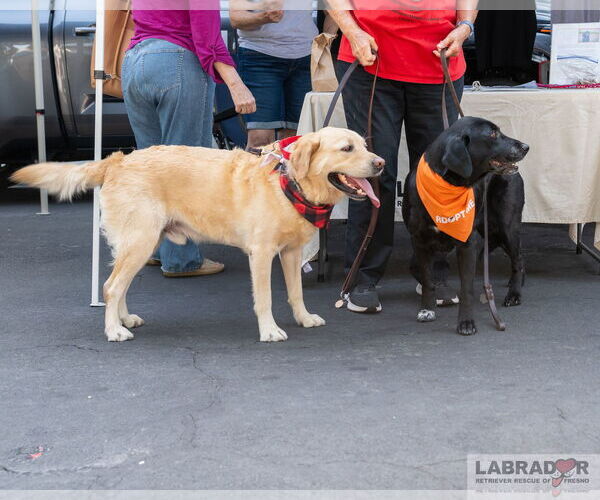Medium Photo #3 Labrador Retriever Puppy For Sale in Clovis, CA, USA