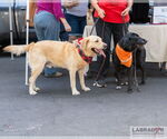 Small #2 Labrador Retriever