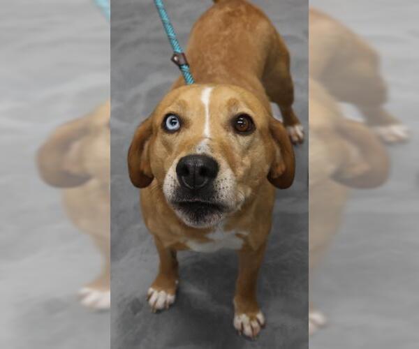 Medium Photo #1 Labrador Retriever-Unknown Mix Puppy For Sale in Thief River Falls, MN, USA