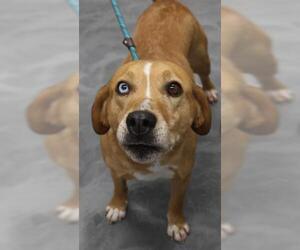 Labrador Retriever-Unknown Mix Dogs for adoption in Thief River Falls, MN, USA