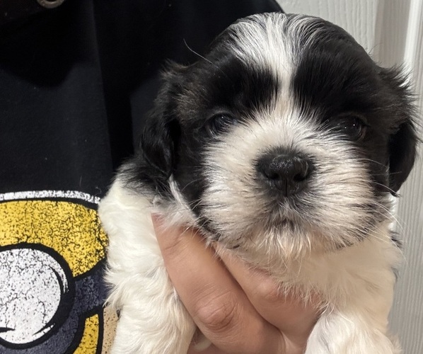 Medium Photo #1 Shih Tzu Puppy For Sale in SPIRIT LAKE, IA, USA