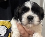 Small Shih Tzu
