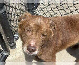 Labrador Retriever-Unknown Mix Dogs for adoption in Tulsa, OK, USA