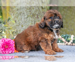 Puppy Paris Shih-Poo