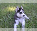 Small Photo #4 Siberian Husky Puppy For Sale in GOSHEN, IN, USA
