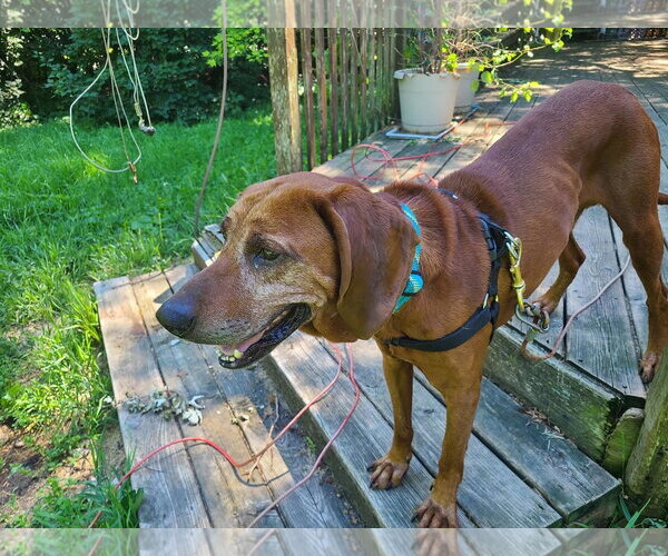 Medium Photo #3 Redbone Coonhound-Unknown Mix Puppy For Sale in Plainfield, IL, USA