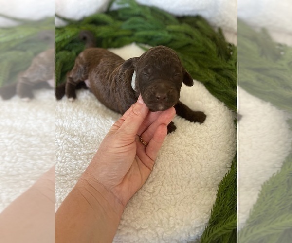 Medium Photo #7 Goldendoodle Puppy For Sale in JENKS, OK, USA