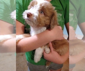 Aussiedoodle-Miniature Australian Shepherd Mix Puppy for sale in YADKINVILLE, NC, USA