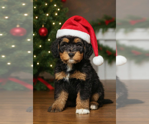 Bernedoodle (Miniature) Puppy for sale in MILLVILLE, MN, USA