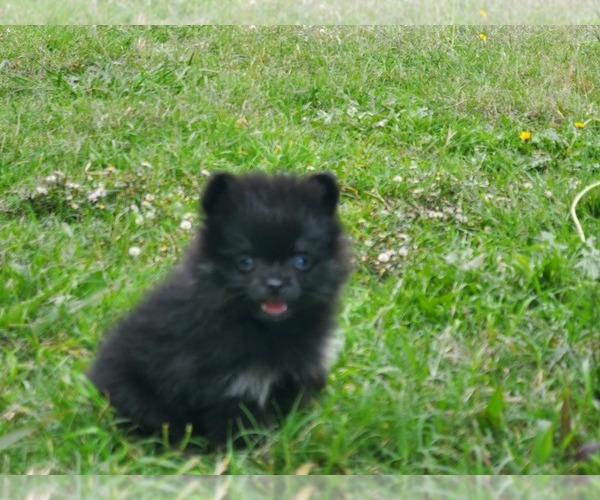 Medium Photo #15 Pomeranian Puppy For Sale in KILLEEN, TX, USA
