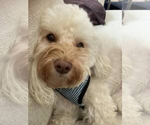 Maltipoo Dogs for adoption in Holland, MI, USA