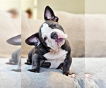 Small Photo #6 American Bully Puppy For Sale in CHESAPEAKE, VA, USA