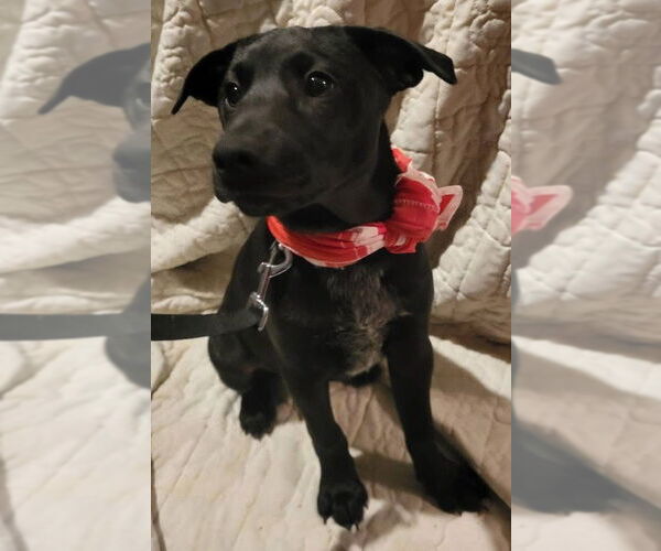 Medium Photo #14 Mutt Puppy For Sale in Germantown, OH, USA