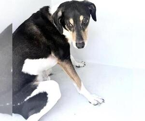 Treeing Walker Coonhound-Unknown Mix Dogs for adoption in Houston, TX, USA