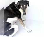 LIAM - Male Treeing Walker Coonhound-Unknown Mix Dog for Adoption - Small photo