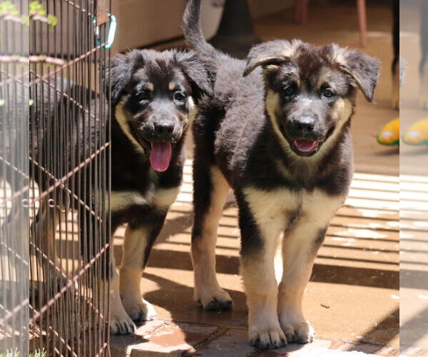 Medium Photo #5 German Shepherd Dog-Unknown Mix Puppy For Sale in San Diego, CA, USA