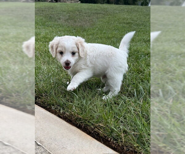 Medium Photo #2 Shih Tzu-Unknown Mix Puppy For Sale in Raleigh, NC, USA
