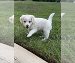Small #1 Shih Tzu Mix