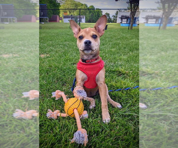 Medium Photo #27 Boston Terrier-Unknown Mix Puppy For Sale in Shermans Dale, PA, USA