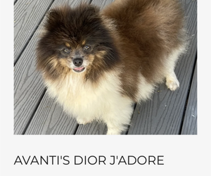 Mother of the Pomeranian puppies born on 10/11/2023