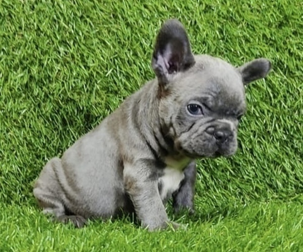Medium Photo #2 French Bulldog Puppy For Sale in CARLSBAD, CA, USA