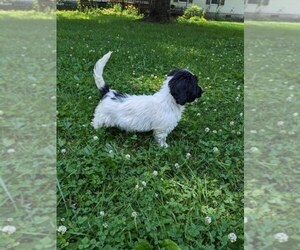 Medium Cockapoo-Poodle (Miniature) Mix