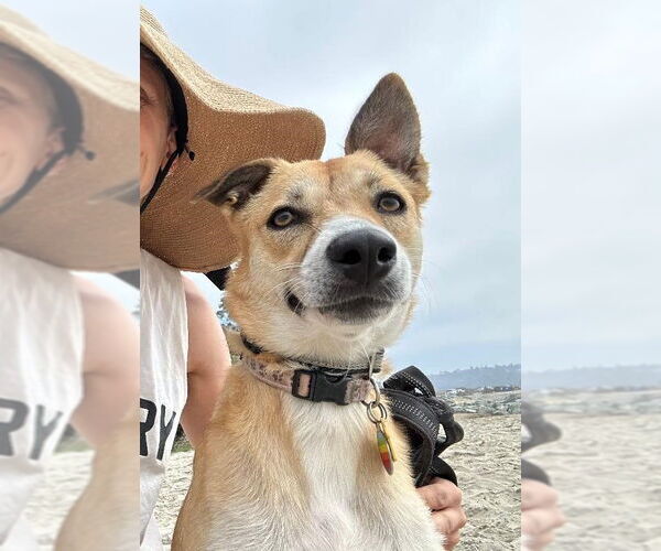 Medium Photo #4 Labrador Retriever-Unknown Mix Puppy For Sale in San Diego, CA, USA