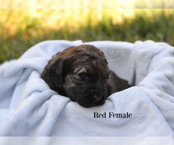 Medium Photo #2 Goldendoodle Puppy For Sale in SANTA CLARA, UT, USA