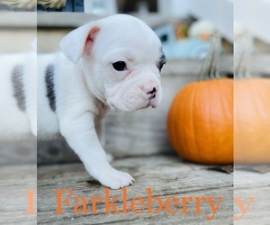 French Bulldog Puppy for sale in LINDEN, VA, USA
