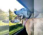 Small #2 Golden Retriever-Greyhound Mix