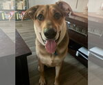 Small #1 German Shepherd Dog Mix