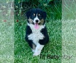Small Australian Shepherd