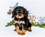 Small Photo #3 Cavalier King Charles Spaniel Puppy For Sale in WAKARUSA, IN, USA