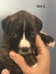 Small Photo #7 Boxer Puppy For Sale in HORSE CAVE, KY, USA