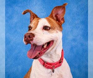 DAPHNE - Female Mutt Dog for Adoption - Photo #2