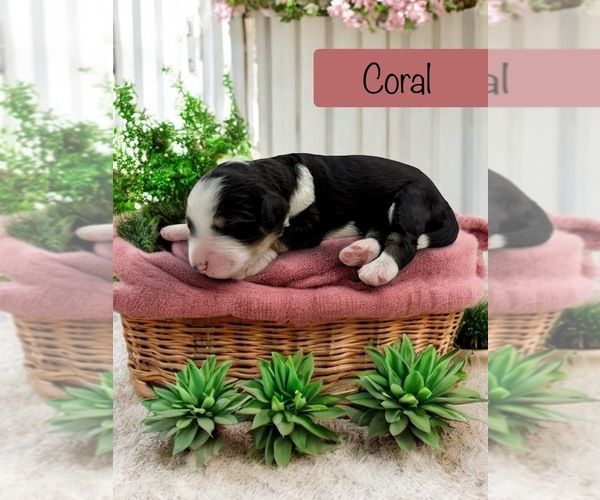Medium Photo #1 Bernedoodle-Poodle (Standard) Mix Puppy For Sale in MENIFEE, CA, USA