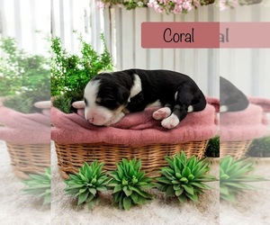 Bernedoodle-Poodle (Standard) Mix Puppy for sale in MENIFEE, CA, USA