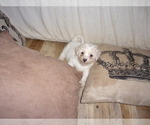 Small Photo #3 Zuchon Puppy For Sale in INGLESIDE, TX, USA