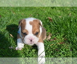 Small Photo #6 Bulldog Puppy For Sale in HAMPTON, TN, USA