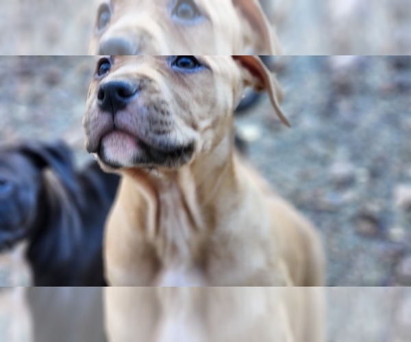 Medium Photo #8 American Pit Bull Terrier Puppy For Sale in GLN ALLN, VA, USA