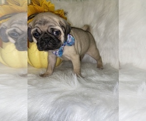 Pug Puppy for sale in BEECH GROVE, IN, USA