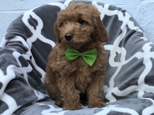 Goldendoodle (Miniature) Puppy for sale in PEACH BOTTOM, PA, USA
