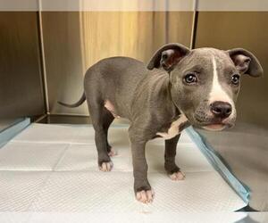 American Pit Bull Terrier-Unknown Mix Dogs for adoption in Orange, CA, USA